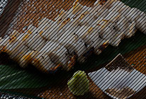 対馬産黄金穴子白焼き